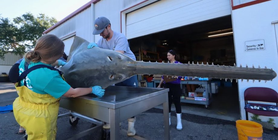 рыба пила, смерть рыбы-пилы