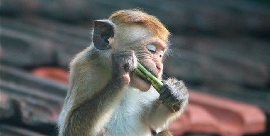 Цейлонський макака, цейлонські макаки, макака, макаки, Шрі-Ланка