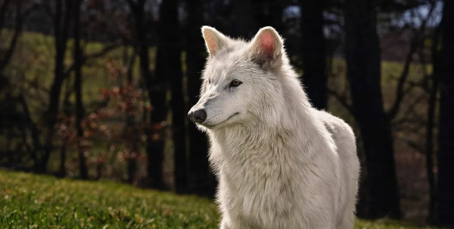 ужасный лютоволк 6-месячный ужасный лютоволк