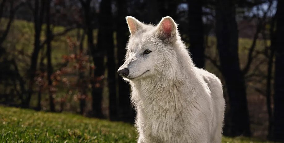 6-месячный ужасный лютоволк