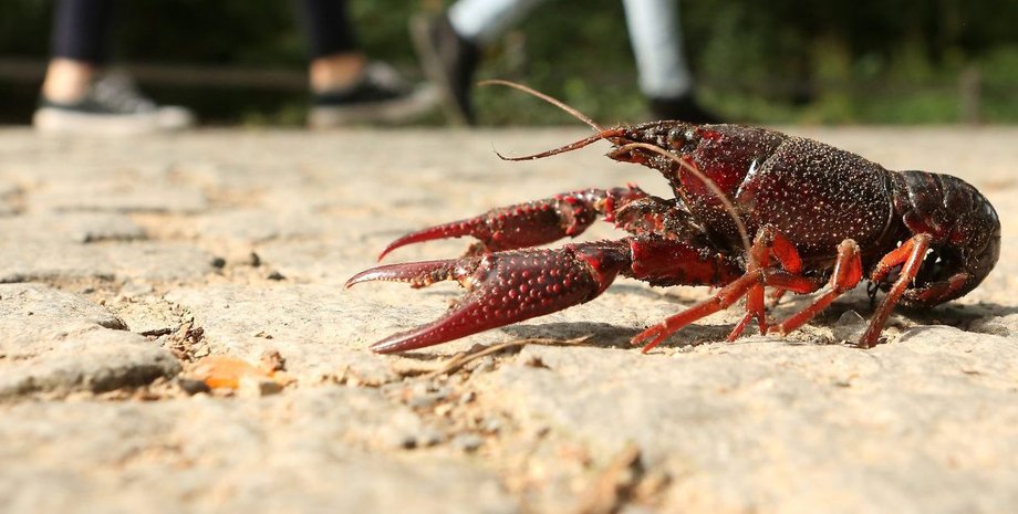 Фото: Adam Berry/Getty Images