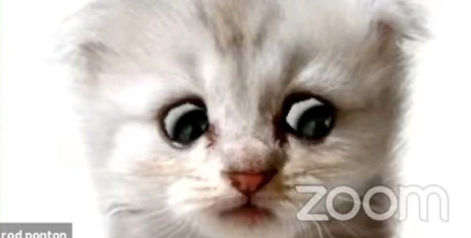 фильтр Zoom, печальный котенок, адвокат