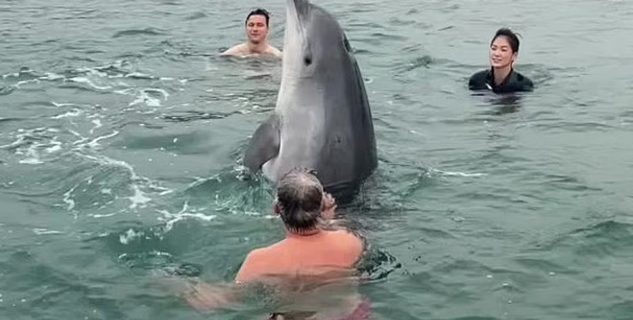 купання дельфіна з людьми