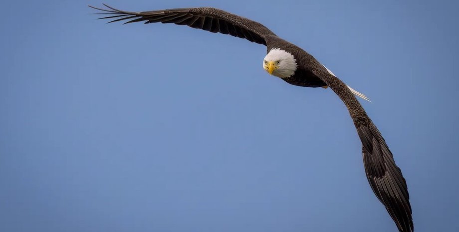 орлан, орел, белоголовый орлан