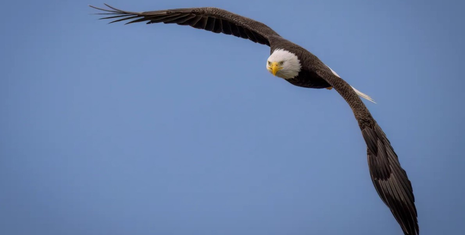Якщо білоголовий орлан не переїдає, він може впевнено літати орлан, орел, білоголовий орлан
