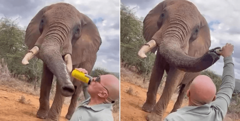 Турист намагався "напоїти" слона пивом: зоозахисники та соцмережі розлючені побаченим