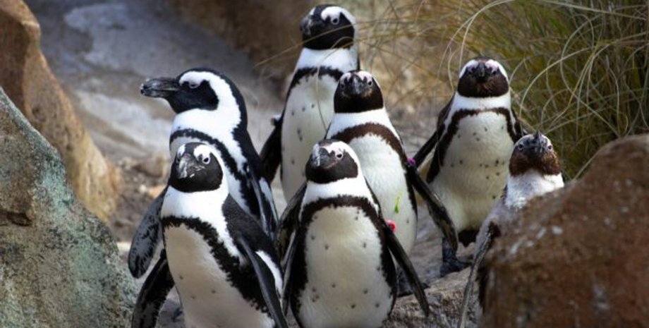 африканські пінгвіни загибель