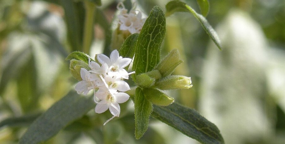 растение стевия используется как подсластитель