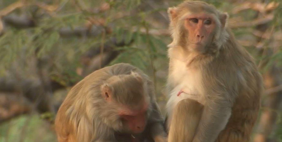 макаки, обезьяны, макаки-резусы