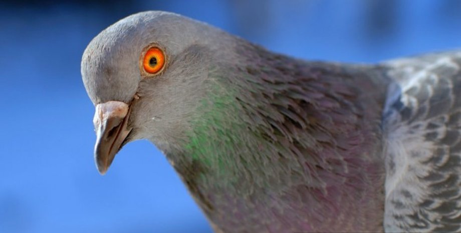 Голубь / Фото: Фокус