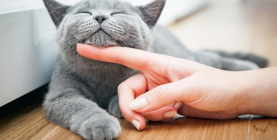 Кот, порода кошек, домашний любимец, домашний любимец