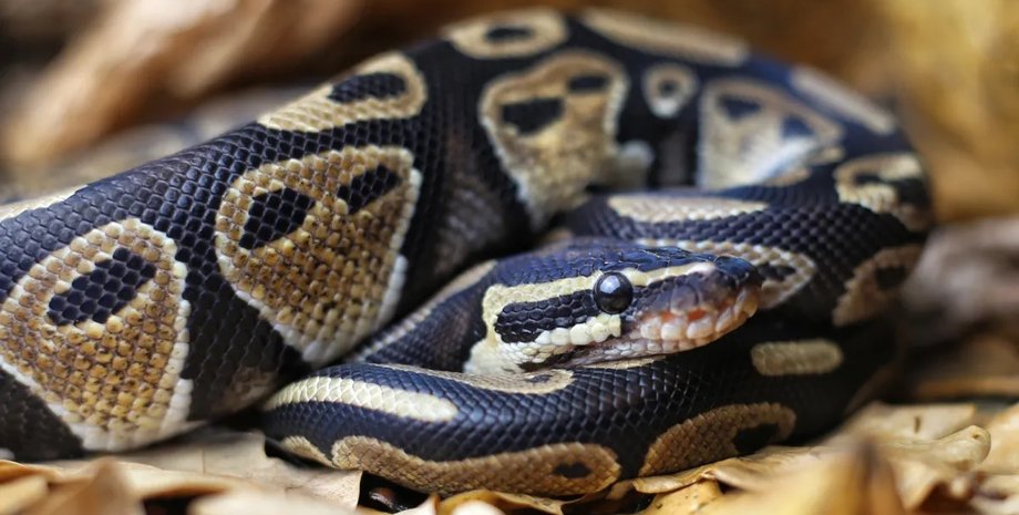 королівський пітон самка