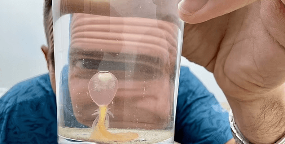 На пляже заметили загадочное существо, загадочное существо, морской обитатель, может ужалить, спагетти-монстры, выбросило на берег