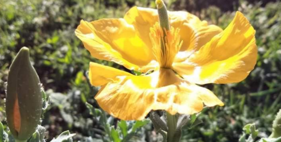 мачок желтый Тузловские лиманы, мачок желтый, черное море, Сасык, Джантшейский, Иван Русев, Красная книга Украины