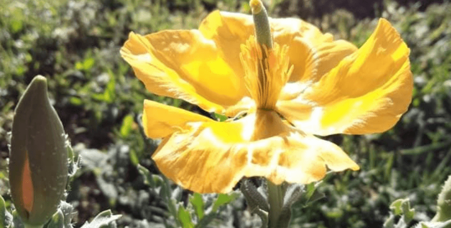 Тузлівські лимани, мачок жовтий, чорне море, Сасик, Джантшейській, іван русєв, Червона книга України