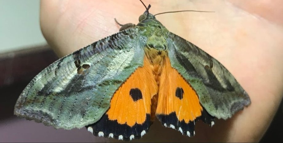 міль, метелик