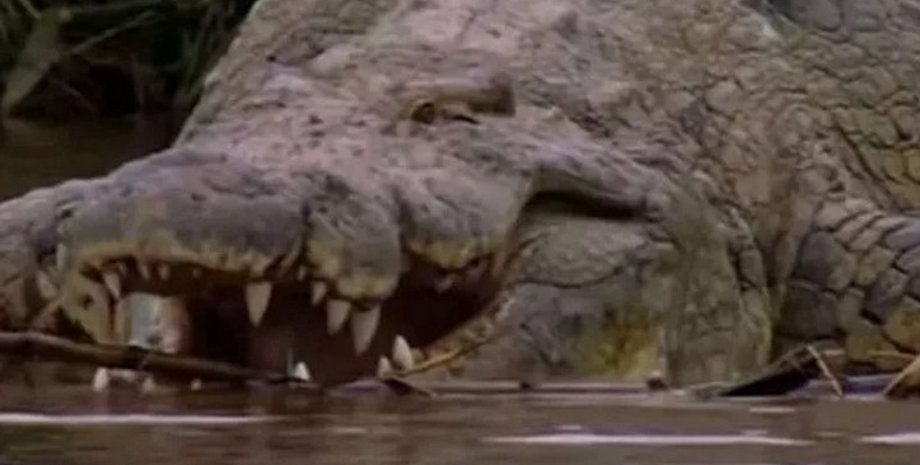 крокодил Густав крокодил людоед