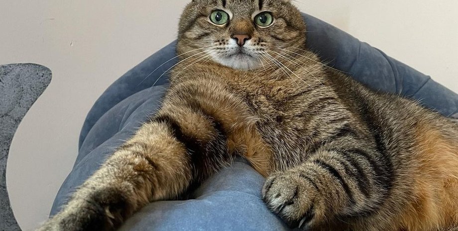 Valentino, кот, кот степан, знаменитый кот, коты инстаграма