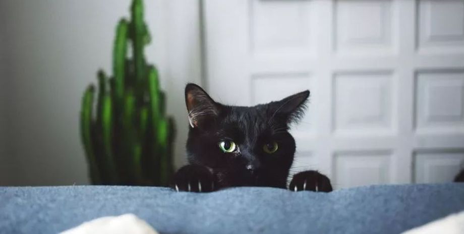 Женщина получила записку, написанную якобы от имени покойного кота, домашние любимцы, курьезы, интересные истории