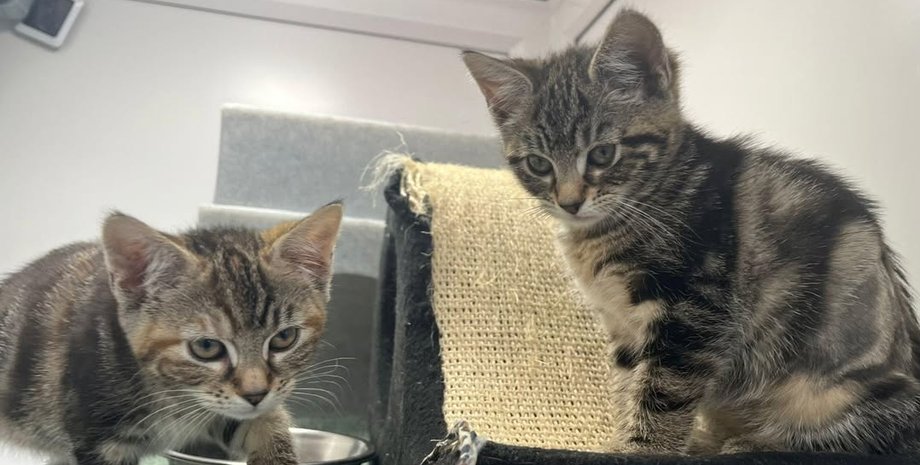 Котики, животные