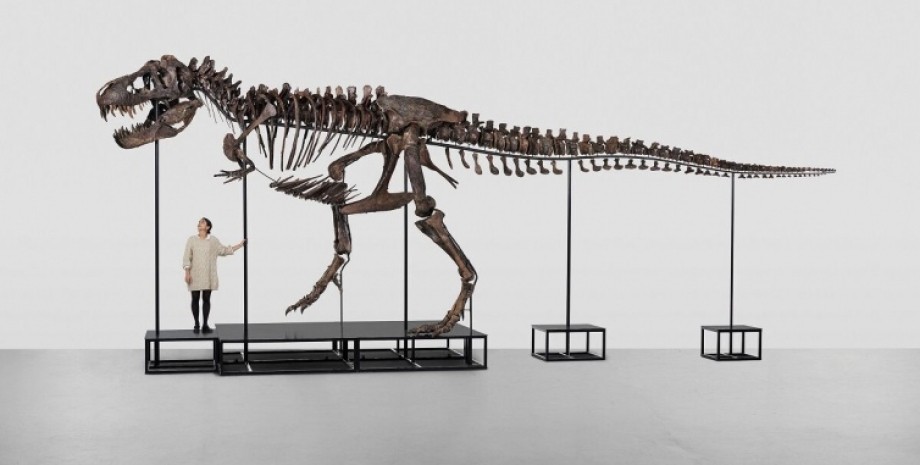 Скелеты, тираннозавры