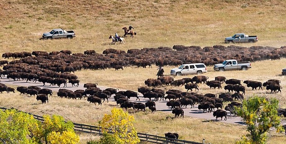 міграція бізонів