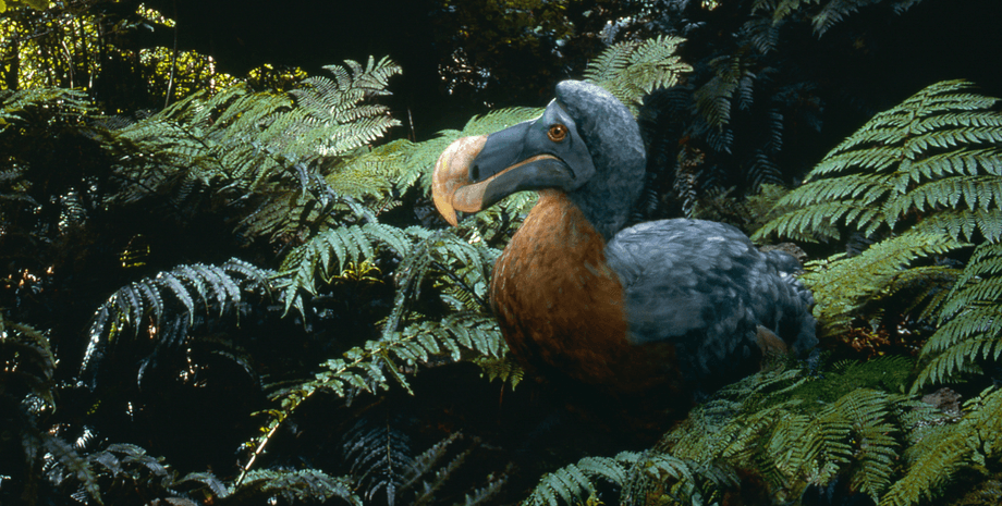 птица додо, листья, растения, иллюстрация