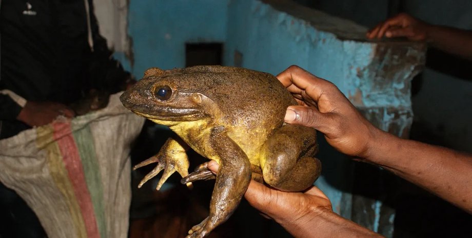 гігантська жаба