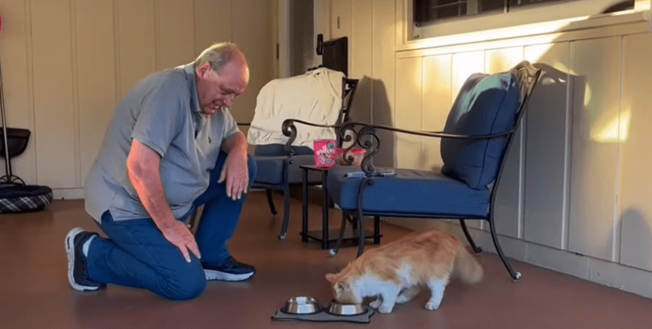 Кот сбежал от ветеринара Кот сбежал от ветеринара