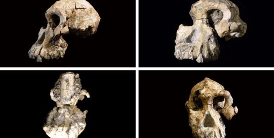 Фото: Cleveland Museum of Natural History