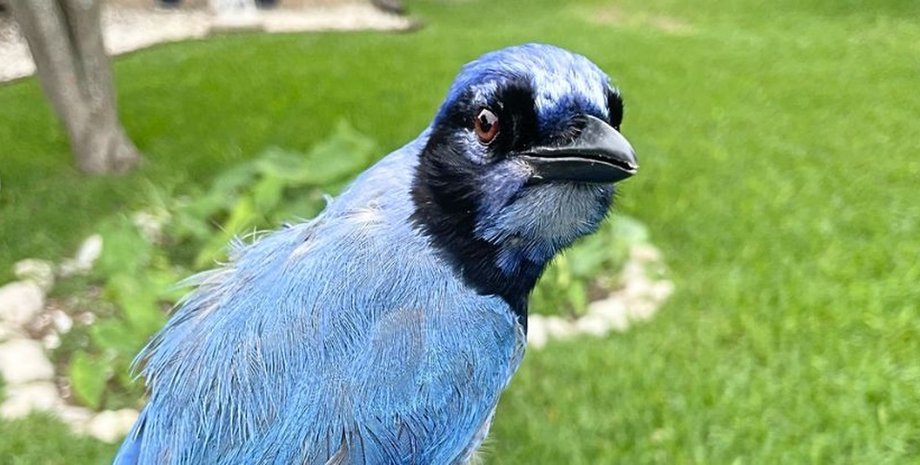 сойка гибрид