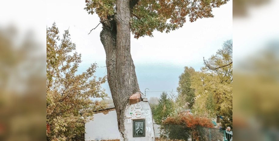 дуб, старовинний дуб, дуб у селі Терпіння, дуб у Запорізькій області, спилили дуб