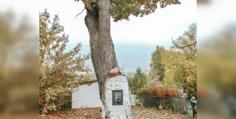 дуб, старовинний дуб, дуб у селі Терпіння, дуб у Запорізькій області, спилили дуб