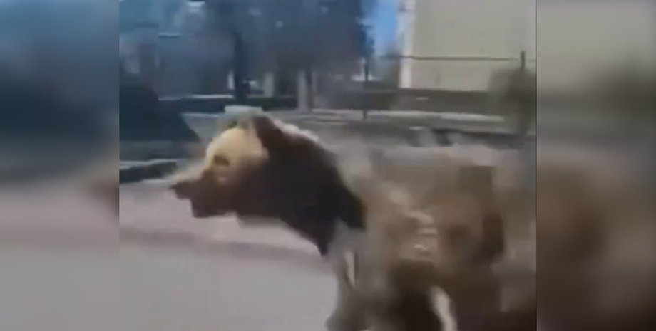 Нападение медведя в Словакии