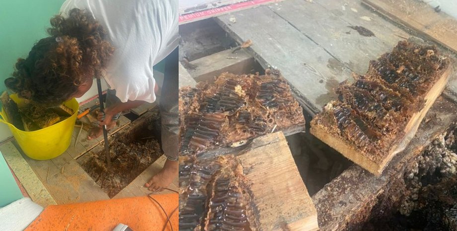 Женщина, мед, соты, пчелы, улей, пол,