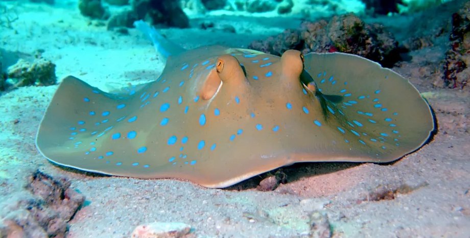 скат, лентохвостый скат