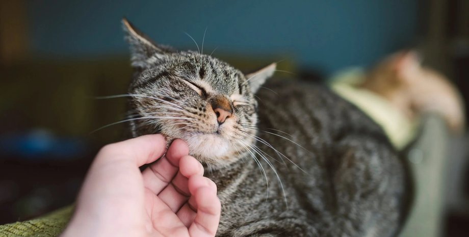 кошка, рука, комната, фото