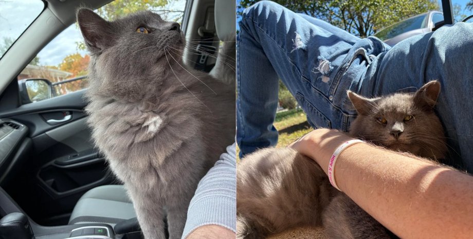 Сірий кіт, приручений користувачем Reddit, тепер нерозлучний зі своїм рятівником Сірий пухнастий кіт сидить у машині поруч із людиною, потім лежить у нього на колінах на вулиці