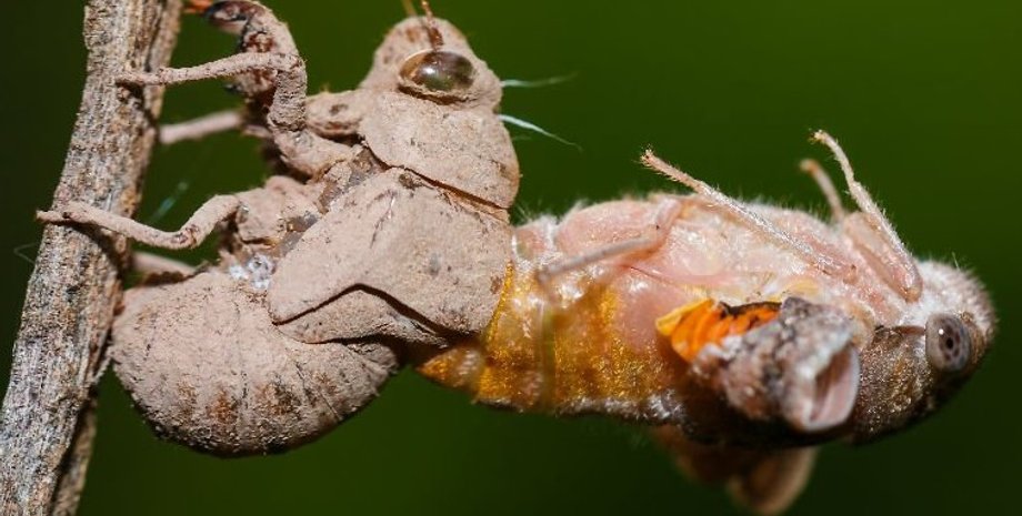 цикады, рождение цикад