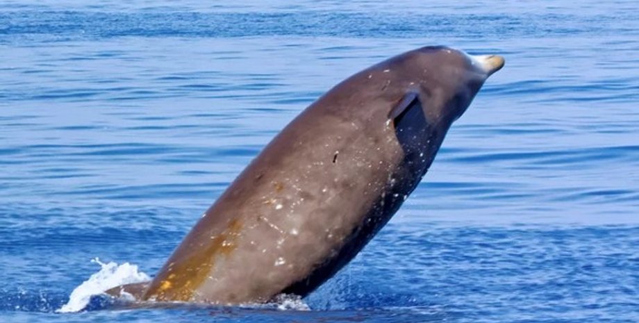 клюворыл, кит, морское млекопитающее