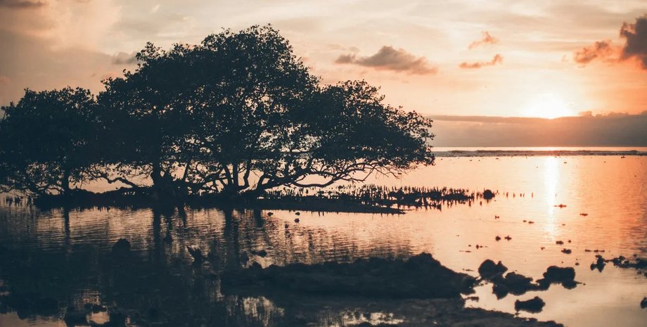 комары предпочитают влажную среду