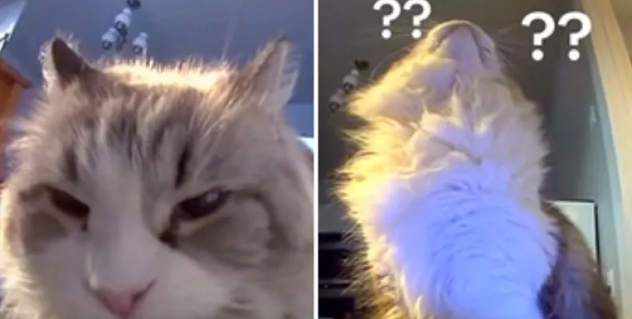 кошка камера