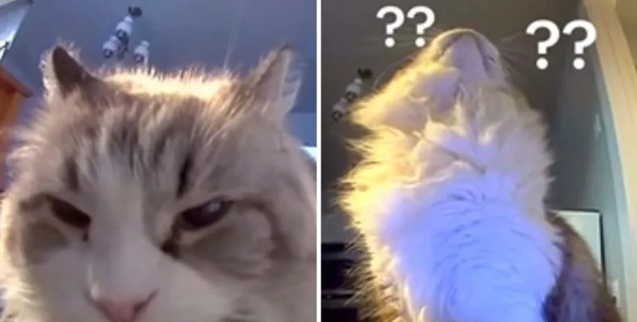 кошка камера