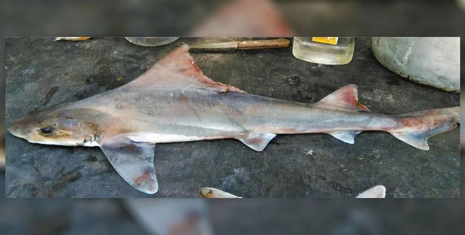 вітрильний гончак акула