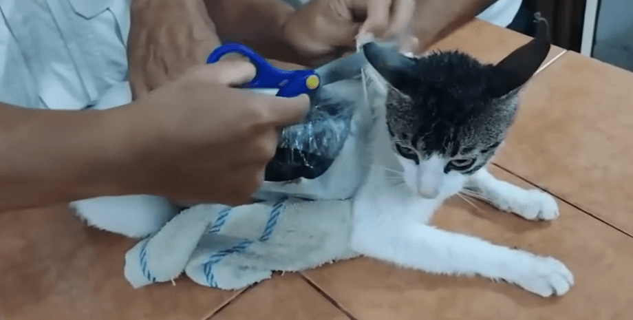 Кіт намагвся пронести наркотики до в'язниці