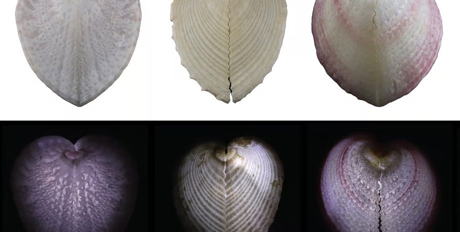 моллюски, моллюски сердечки, ракушки сердечки