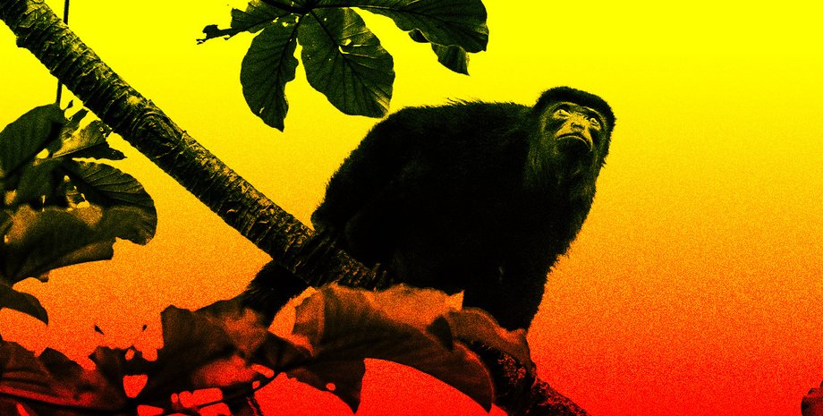 спека, мавпи, мавпи спека, мавпи спека