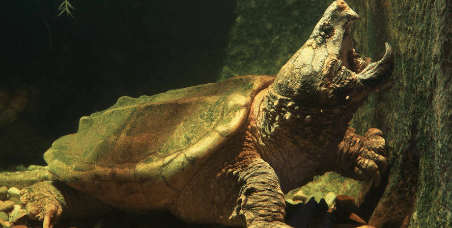 Грифовая черепаха, черепаха, животное, редкое животное,