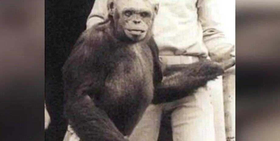 шимпанзе, шимпанзе Олівер