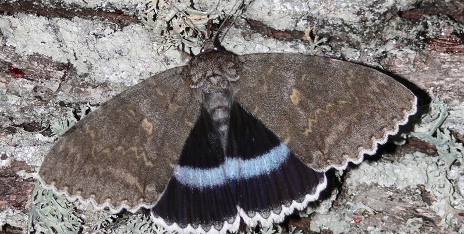 Голубая ленточница/Фото: facebook.com/zapovidnyk2018